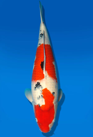 Koi Auktion Dainichi Sanke Nisai MrBig female 60cm T06-0104