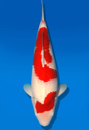 Koi Shop Dainichi Kohaku Nisai RedTiger female 56cm T06-0058