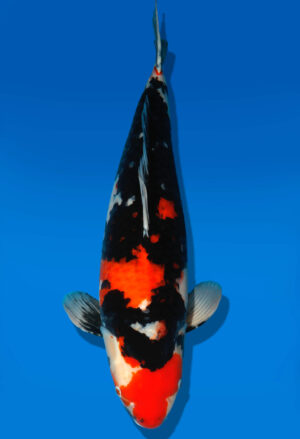 Koi Shop Dainichi Showa Sansai!!! MonaLisa female 70cm T15-0303