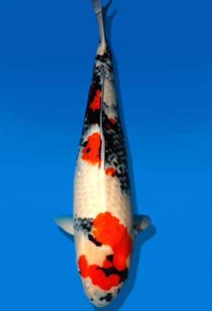 Koi Shop Dainichi Showa Yonsai MonaLisa female 78cm T15-0576