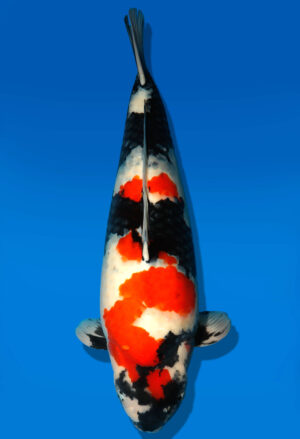 Koi Shop Dainichi Showa Sansai MonaLisa female 65cm T15-0160