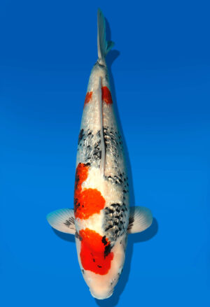Koi Shop Dainichi GinrinShowa Nisai XGinrinShowa female 58cm T15-0748