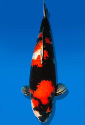 Koi Shop Dainichi Showa Nisai MonaLisa 69cm female T15-0144