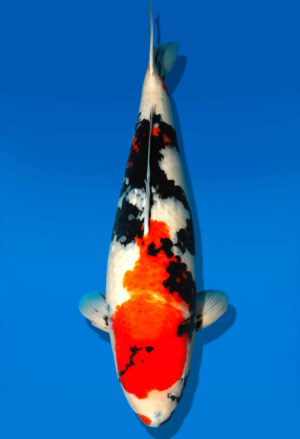 Koi Shop Dainichi Showa Yonsai MonaLisa female 71cm T15-0578