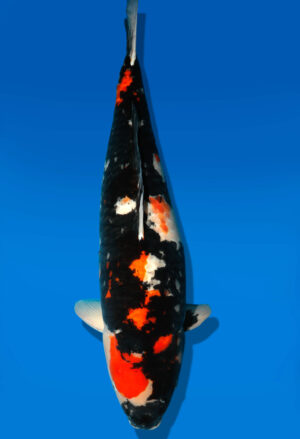 Koi Shop Dainichi Showa Yonsai Monroe female 80cm T15-0577