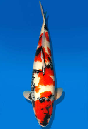 Koi Shop Dainichi Showa Sansai MonaLisa 72cm male T15-0147