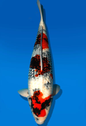Koi Shop Dainichi GinrinShowa Sansai XGinrinShowa female 60cm T15-0747