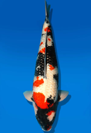 Koi Shop Dainichi GinrinShowa Sansai XGinrin female 65cm T15-0308