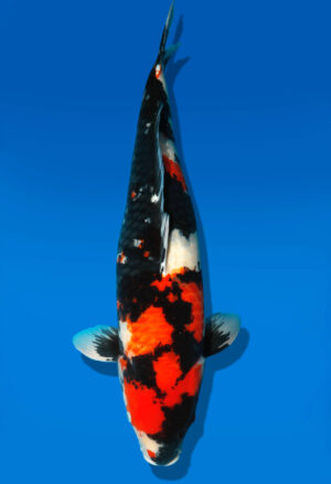 Koi Shop Dainichi Showa Sansai Monroe female 67cm T15-1847