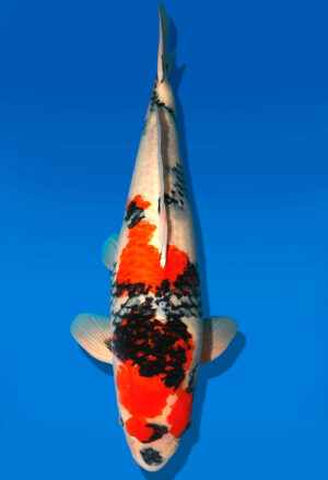 Koi Shop Dainichi Showa Sansai Monroe male 67cm T15-1848