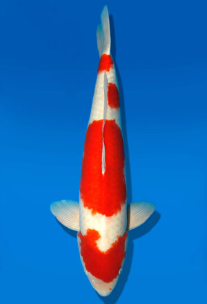 Koi Shop Dainichi Kohaku Sansai SuperRikidozan male 71cm T15-0740