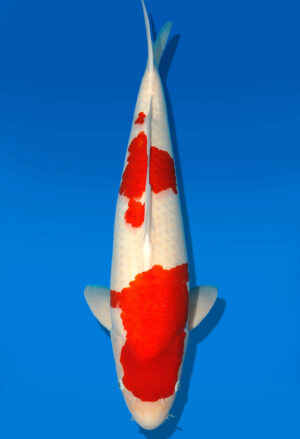 Koi Shop Dainichi Kohaku Sansai RedTiger male 70cm T15-0738