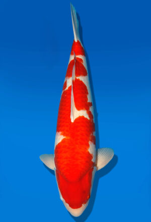 Koi Shop Dainichi Kohaku Sansai RedTiger male 70cm T15-0741