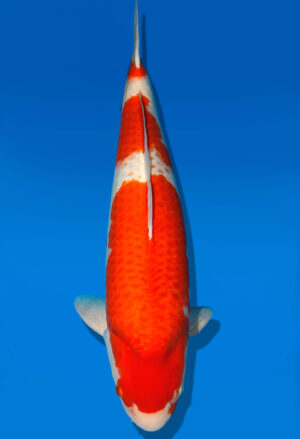 Koi Shop Dainichi Kohaku Sansai RedTiger female 70cm T15-0747