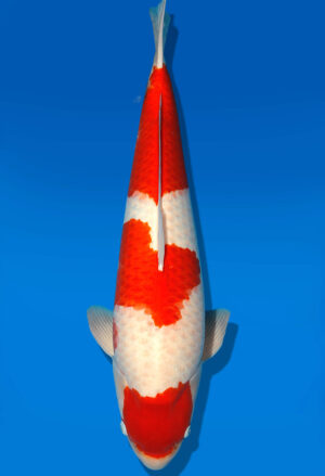 Koi Shop Dainichi Kohaku Sansai RedTiger male 73cm T15-0742