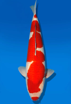 Koi Shop Dainichi Kohaku Sansai DMM male 70cm T15-0743