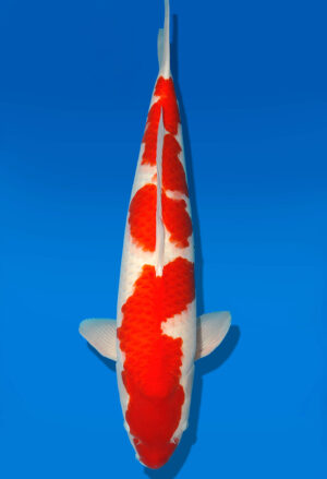 Koi Shop Dainichi Kohaku Sansai RedTiger male 70cm T15-1846