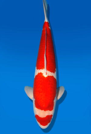 Koi Shop Dainichi Kohaku Sansai RedTiger male 75cm T15-1847