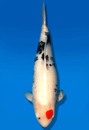 Koi Shop Dainichi TanchoShowa Yonsai MonaLisa female 80cm T15-0570
