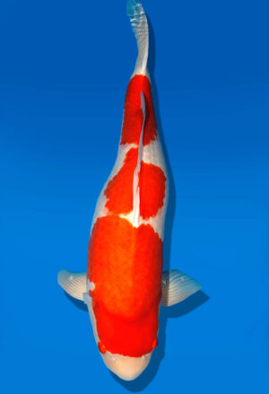 Koi Shop Dainichi Kohaku Sansai DMM female 76cm T15-1850