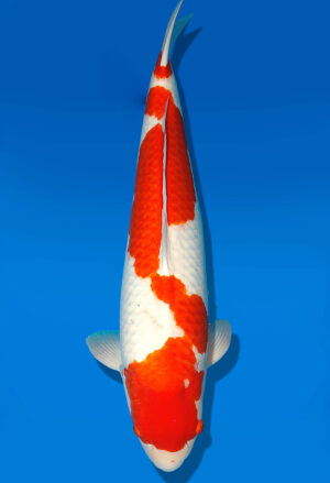 Koi Shop Dainichi Kohaku Sansai DMM female 75cm T15-1848