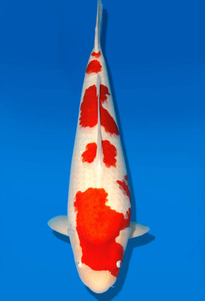Koi Shop Dainichi Kohaku Sansai RedTiger female 66cm T14-1535