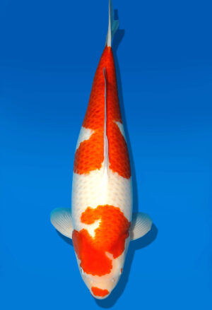 Koi Shop Dainichi Kohaku Sansai DMM female 68cm T15-1849