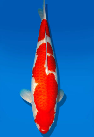 Koi Shop Dainichi Kohaku Sansai DMM female 76cm T15-1852