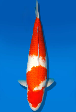 Koi Shop Dainichi Kohaku Sansai DMM female 79cm T15-1851
