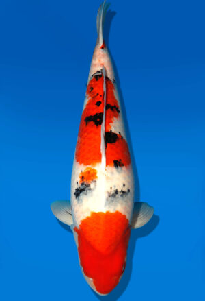 Koi Shop Dainichi Sanke Sansai MrBig female 73cm T15-0965
