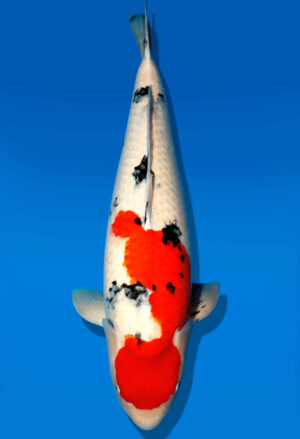 Koi Shop Dainichi Sanke Sansai MrBig female 76cm T15-0966