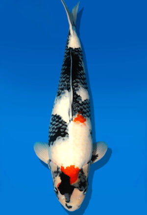 Koi Kauf Dainichi Showa Sansai SuperMonster female 73cm T15-0324