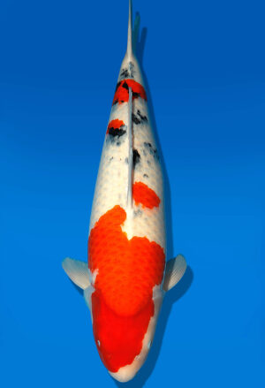 Koi Shop Dainichi Sanke Sansai MrBig female 68cm T15-1849