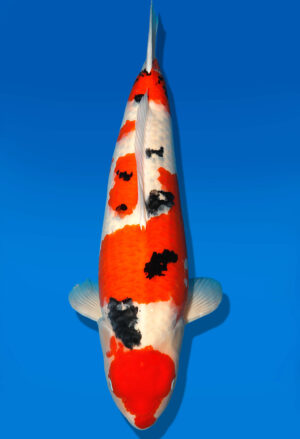 Koi Kauf Dainichi Sanke Sansai Mr.Big female 62cm T15-0323