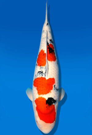 Koi Shop Dainichi Sanke Sansai MrBig female 70cm T14-1530
