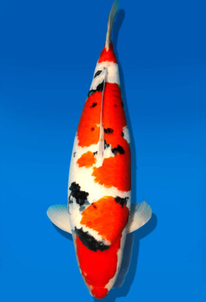 Koi Shop Dainichi Sanke Sansai MrBig female 69cm T15-0964