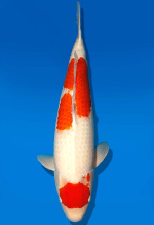 Koi Kauf Dainichi Kohaku Sansai DMM female 74cm T15-0325