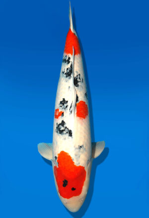 Koi Shop Dainichi Sanke Sansai MrBig female 86cm T14-1533