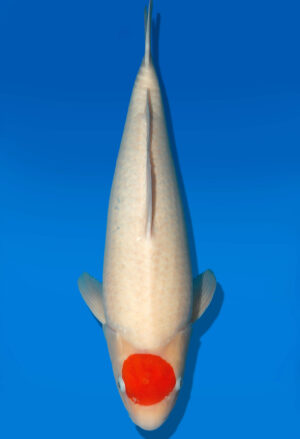 Koi Shop Dainichi Tancho Nisai SuperRikidozan female 56cm T06-0086