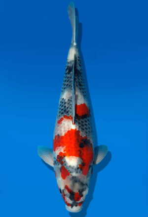 Koi Shop Dainichi Showa Nisai MonaLisa female 50cm T06-0127