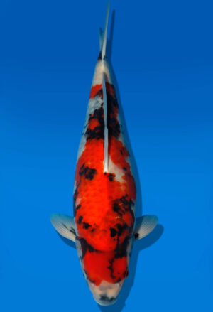Koi Shop Dainichi Showa Nisai MonaLisa female 54cm T06-0128