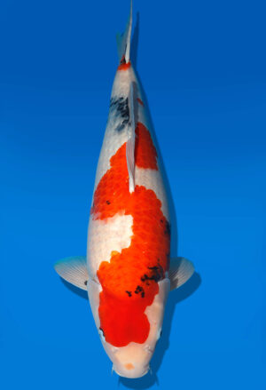 Koi Shop Dainichi Showa Nisai MonaLisa female 59cm T06-0131