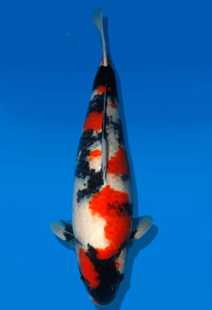 Koi Shop Dainichi Showa Nisai MonaLisa female 57cm T06-0135