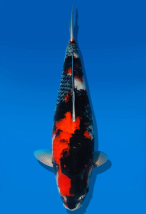 Koi Shop Dainichi Showa Nisai MonaLisa female 56cm T06-0138