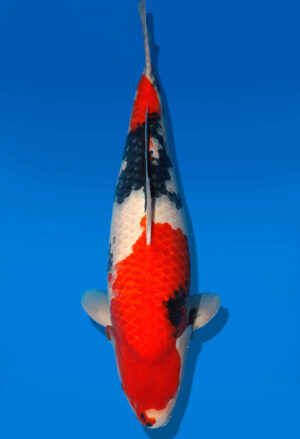 Koi Shop Dainichi Showa Nisai MonaLisa female 61cm T06-0145