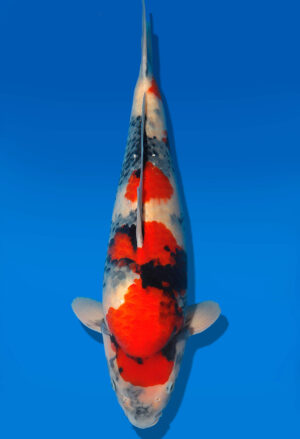 Koi Shop Dainichi Showa Nisai MonaLisa female 56cm T06-0154