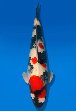 Koi Shop Dainichi Showa Nisai MonaLisa male 52cm T06-0150