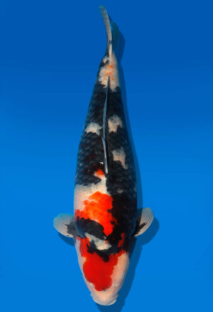 Koi Shop Dainichi Showa Nisai MonaLisa female 62cm T06-0151