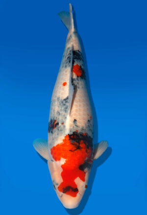 Koi Shop Dainichi Showa Nisai MonaLisa female 59cm T06-0157