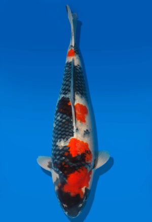Koi Shop Dainichi Showa Nisai MonaLisa female 58cm T06-0167